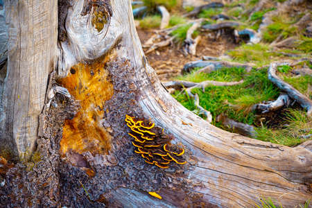 Ecological disaster in the Harz Mountains