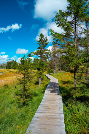 Ecological disaster in the Harz Mountainsの写真素材