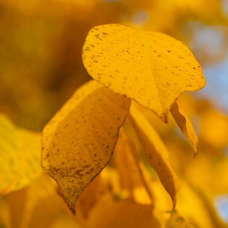 Colorful dotted autumn leavesの写真素材