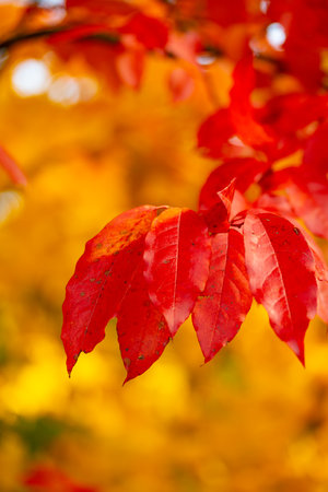 colorful autumn tree leavesの写真素材