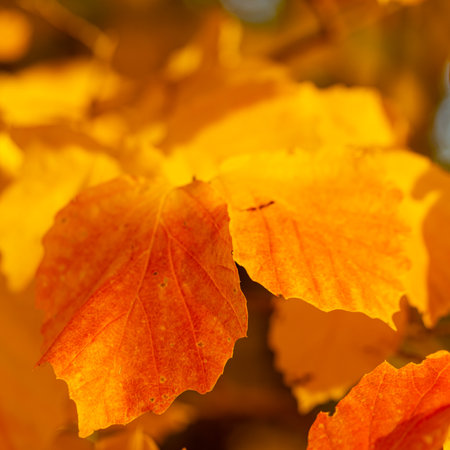 colorful autumn tree leaves