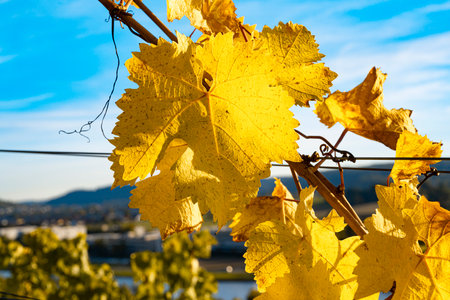 Wine experience in the lower Neckar valleyの写真素材