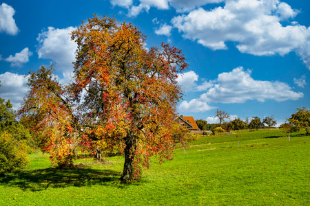 An old pear tree in an autumn robeの写真素材