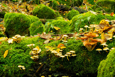 Moss-covered rock blocks in the Odenwaldの写真素材