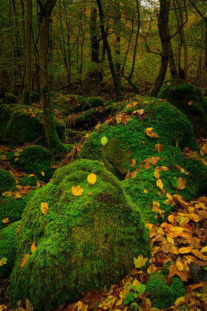 Moss-covered rock blocks in the Odenwaldの写真素材