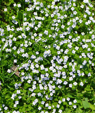 Beautiful garden flowers, summer flower background. Veronica filiformis Slender speedwell little blue flowers bloomed in the garden. Excellent natural background for spring theme. Selective focus.の写真素材