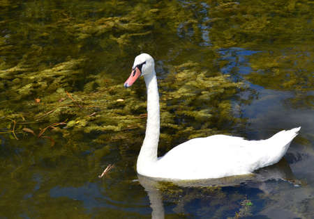 Graceful white Swan swimming in the lake, swans in the wild. Portrait of a white swan swimming on a lake. The mute swan, latin name Cygnus olor.の写真素材