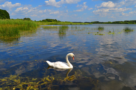 Graceful white Swan swimming in the lake, swans in the wild. Portrait of a white swan swimming on a lake. The mute swan, latin name Cygnus olor.の写真素材