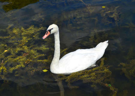 Graceful white Swan swimming in the lake, swans in the wild. Portrait of a white swan swimming on a lake. The mute swan, latin name Cygnus olor.の写真素材