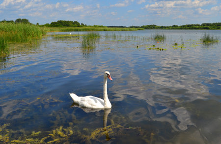 Graceful white Swan swimming in the lake, swans in the wild. Portrait of a white swan swimming on a lake. The mute swan, latin name Cygnus olor.の写真素材