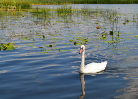 Graceful white Swan swimming in the lake, swans in the wild. Portrait of a white swan swimming on a lake. The mute swan, latin name Cygnus olor.の写真素材