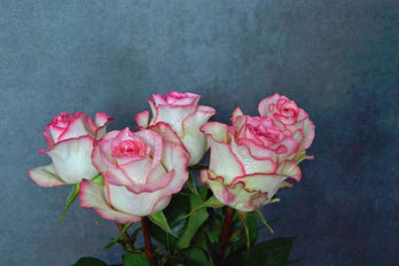 Pink roses on wood background. Mothers day roses, Bouquet of pink roses, Floral background image with copy space for textの写真素材