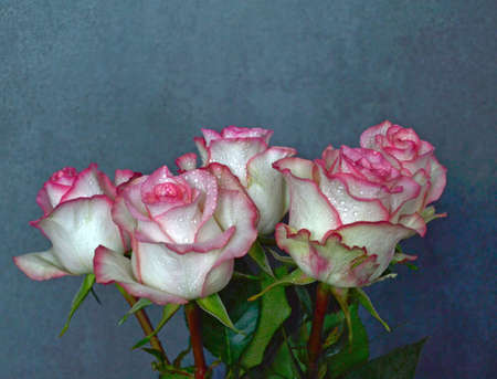 Pink roses on wood background. Mothers day roses, Bouquet of pink roses, Floral background image with copy space for textの写真素材