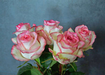 Pink roses on wood background. Mothers day roses, Bouquet of pink roses, Floral background image with copy space for textの写真素材