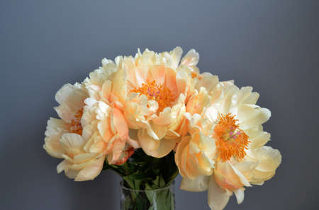 Bouquet of five yellow peonies with stems and green leaves in close upの写真素材
