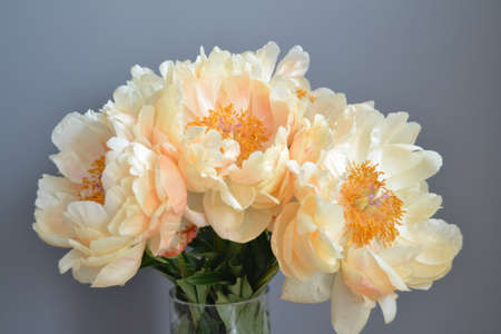Bouquet of five yellow peonies with stems and green leaves in close upの写真素材
