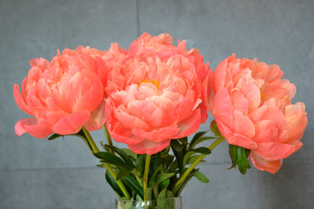 Abundance of Fresh bunch of Peonies Bouquet of different pink colors on different background. Card Concept, copy space for textの写真素材