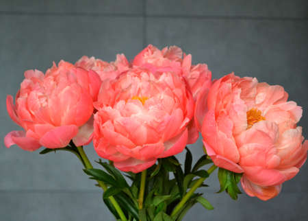 Abundance of Fresh bunch of Peonies Bouquet of different pink colors on different background. Card Concept, copy space for textの写真素材