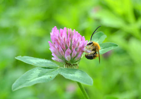 Eucera longicornis is a species of bee in the family Apidae, subfamily Apinae, and tribe Eucerini,...