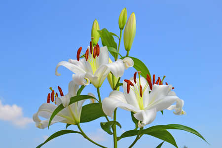 white lilies against the blue sky bloom in the garden in summerの写真素材