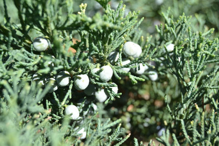 Conifer (Thuja Orientalis): a close up of the immature seed cones. Thuja branch leaves with tiny cones.の写真素材