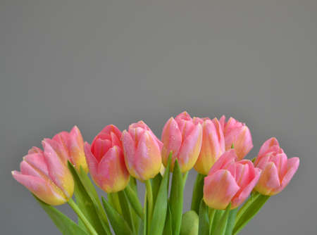 background. A bouquet of pink-yellow tulips on a gray backgroundの写真素材