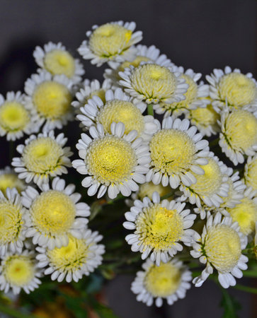 Bush of blooming chrysanthemums in the garden, Flower blooming background, Close up of white chrysanthemums in bloom in the garden, Chrysanthemum white flowers, natural autumn background.の写真素材