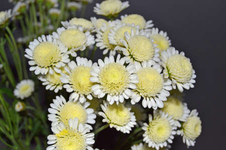 Bush of blooming chrysanthemums in the garden, Flower blooming background, Close up of white chrysanthemums in bloom in the garden, Chrysanthemum white flowers, natural autumn background.の写真素材