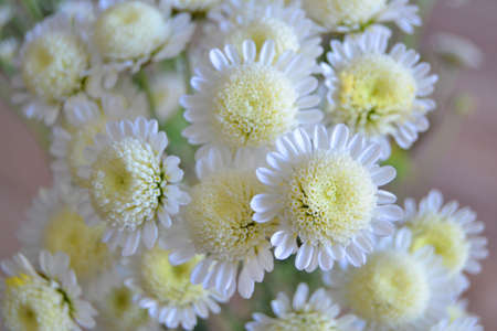 Bush of blooming chrysanthemums in the garden, Flower blooming background, Close up of white chrysanthemums in bloom in the garden, Chrysanthemum white flowers, natural autumn background.の写真素材