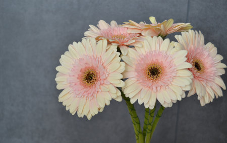 pale pink gerbera flower close-up. flower texture.の写真素材