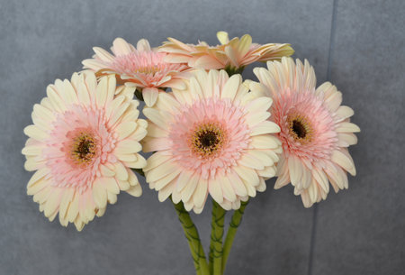 pale pink gerbera flower close-up. flower texture.の写真素材
