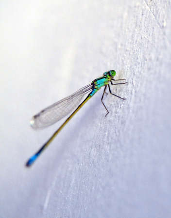 Common Blue Damselfly (Enallagma cyathigerum) on the grassの写真素材