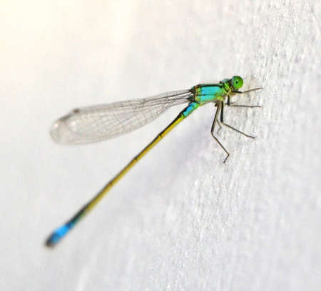 Common Blue Damselfly (Enallagma cyathigerum) on the grassの写真素材