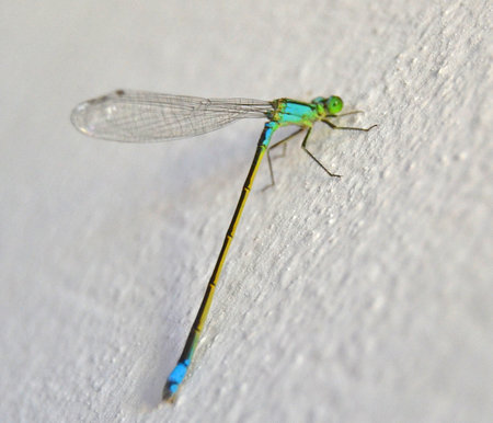 A close up of a blue dragonfly on a white wall.の写真素材