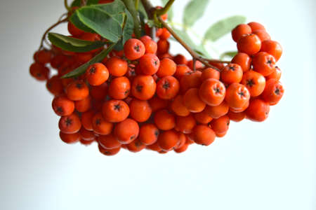 Red ripe bunch of rowan with green rowan leavesの写真素材