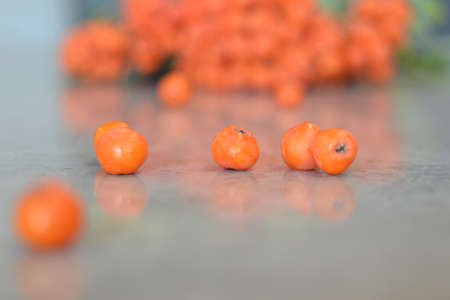 Red ripe bunch of rowan with green rowan leavesの写真素材