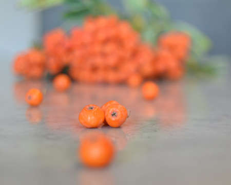 Red ripe bunch of rowan with green rowan leavesの写真素材
