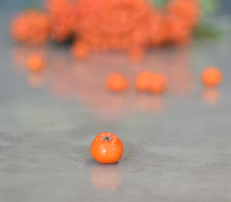 Red ripe bunch of rowan with green rowan leavesの写真素材