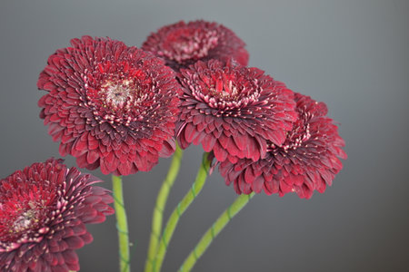 Red daisy gerbera flowers on dark background. close up with place for text. Concept for greeting cards with March 8, Women\'s Day, Happy Birthday. Banner.の写真素材
