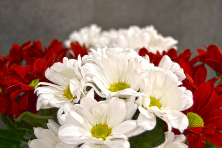 Red and white chrysanthemums. Bright chrysanthemums of various colors are beautiful and can be used as backgrounds and cards.の写真素材