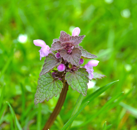 Lamium purpureum, purple dead nettle flower in the grassの写真素材