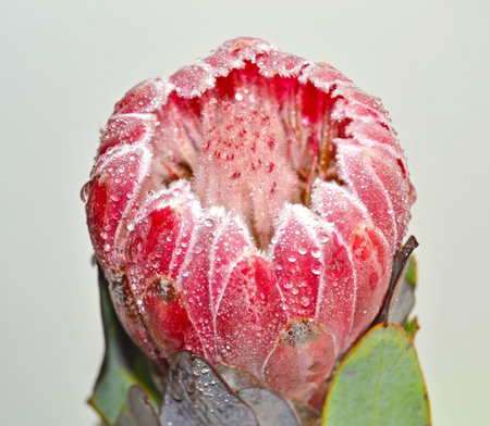 Closeup of a protea flower with water droplets on itの写真素材