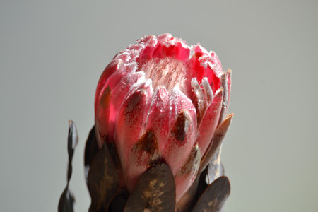 Close up of a protea flower with water droplets on itの写真素材