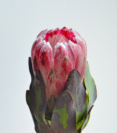 Protea flower isolated on a white background. close up.