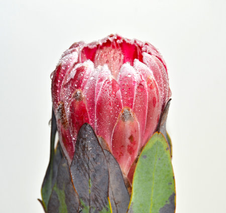 Protea flower with dew drops on a white background.の写真素材