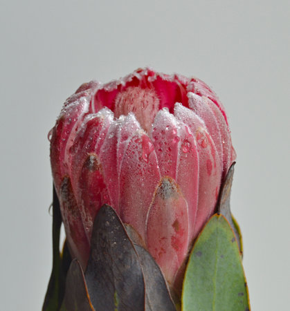pink protea flower with dew drops on a gray backgroundの写真素材