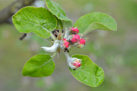 Apple tree blossom in spring, closeup of photo with selective focusの写真素材