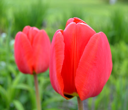 Two red tulips on a background of green grass close-upの写真素材