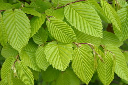 leaves Young of the hornbeam, Carpinus betulus, in spring
