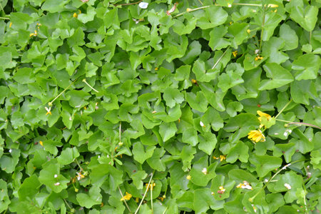 Bright, yellow spring flowers Ficaria verna, formerly Ranunculus ficaria L, commonly known as lesser celandine, pilewort growing a dense carpet, very joyful, aesthetic background.の写真素材